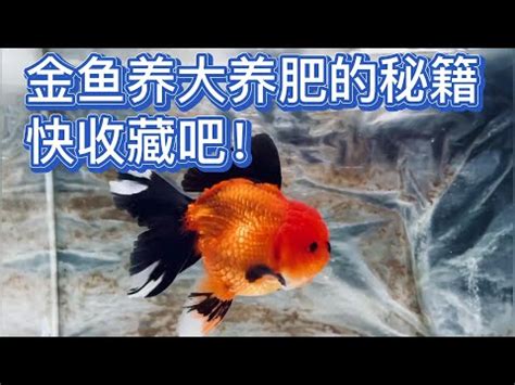 黑牡丹金魚壽命|新手必看：黑牡丹養護